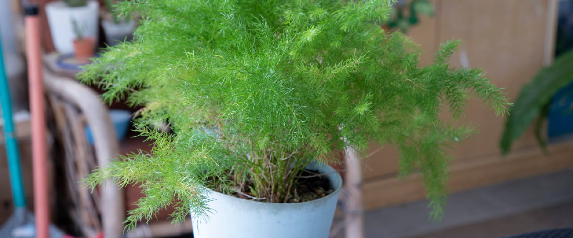 Is Asparagus Fern Poisonous to Dogs?