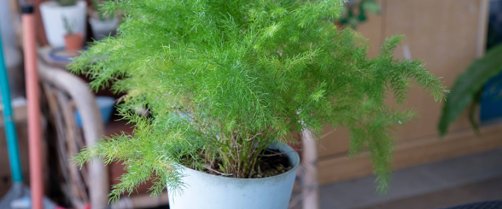 are asparagus fern berries harmful to poodles