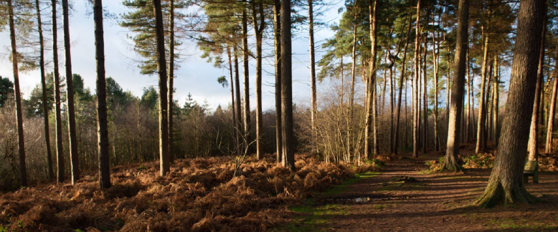 Delamere Forest, a woodland dog walk in Cheshire
