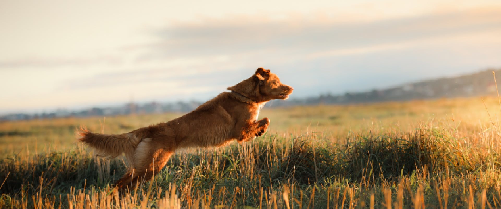 Dog jumping in a field