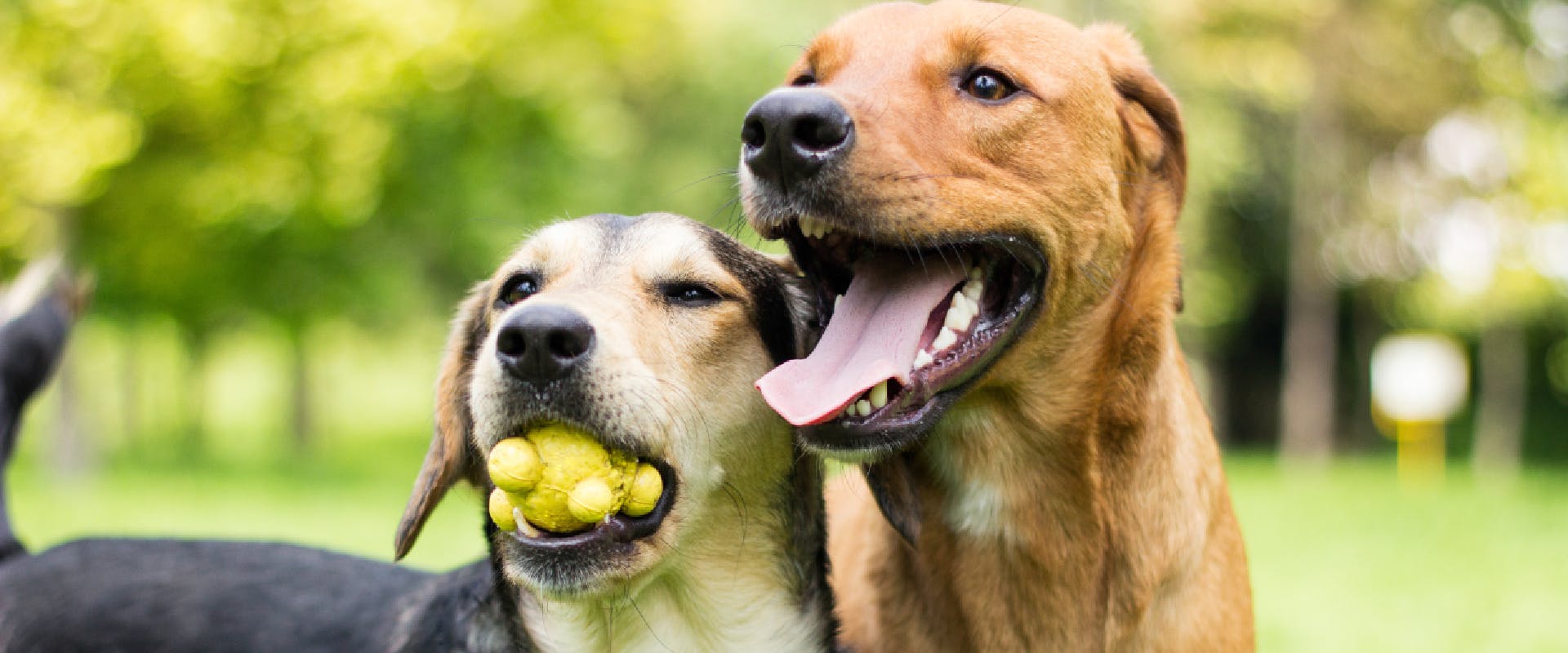 A close up of two happy dogs, one with a ball in its mouth.