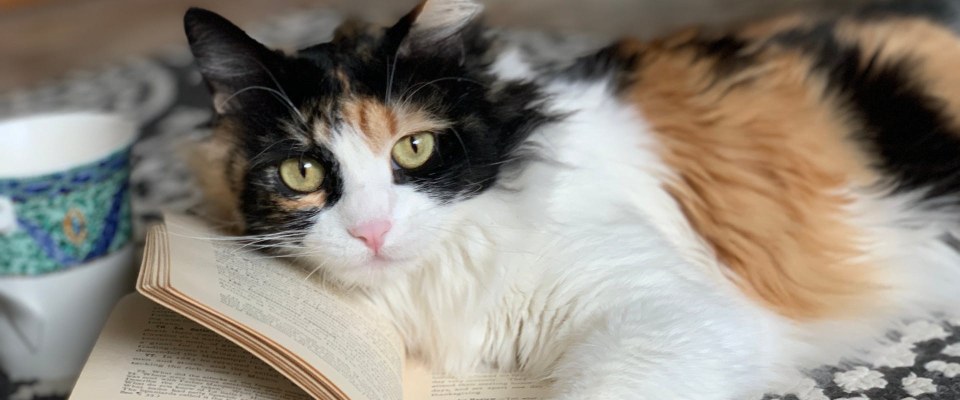 Calico cat lying on an open book.