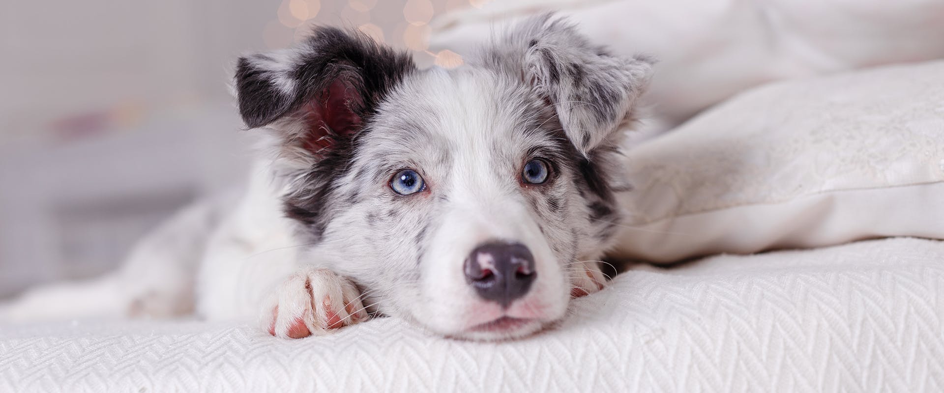 A cute Australian Shepherd dog laying on a white bed