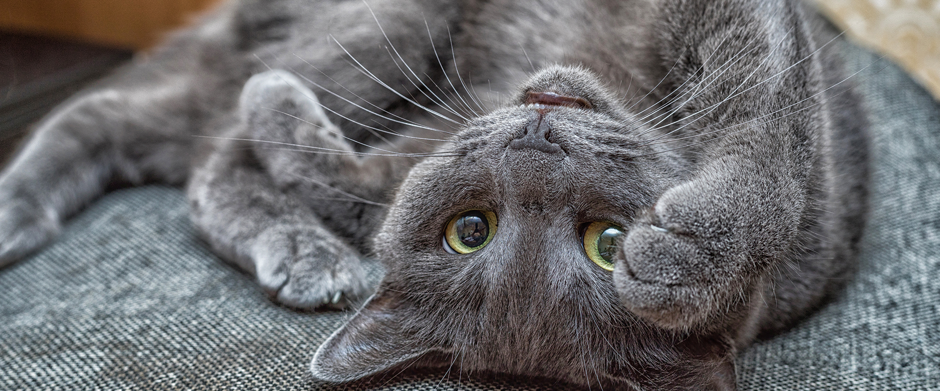 Russian Blue Breed Guide