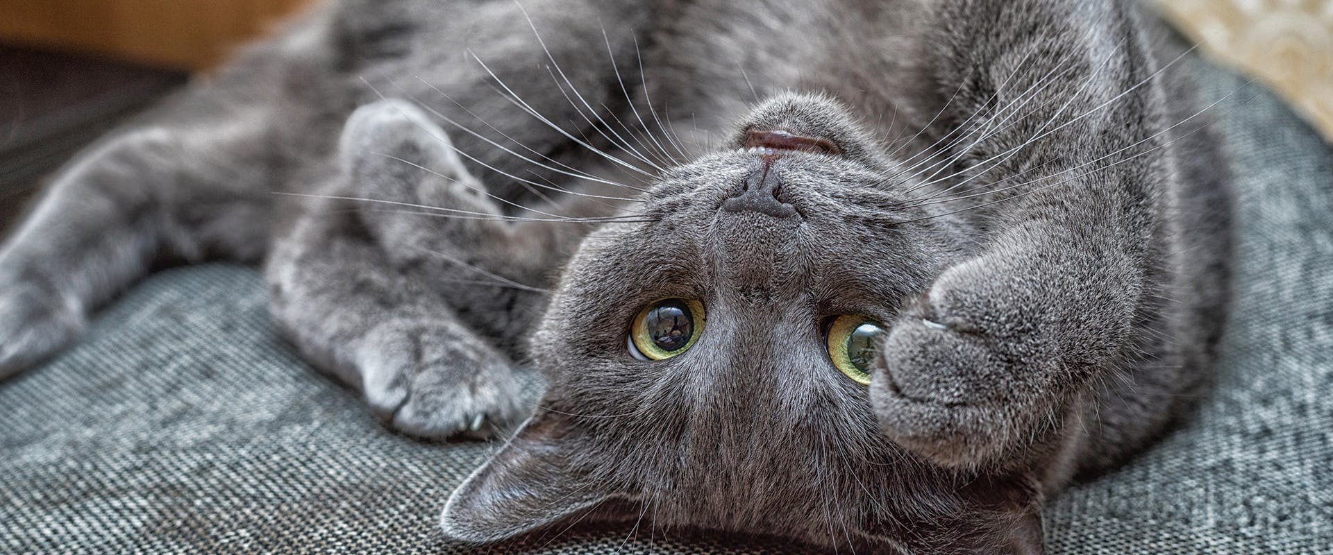 A playful Russian Blue cat lying on its back
