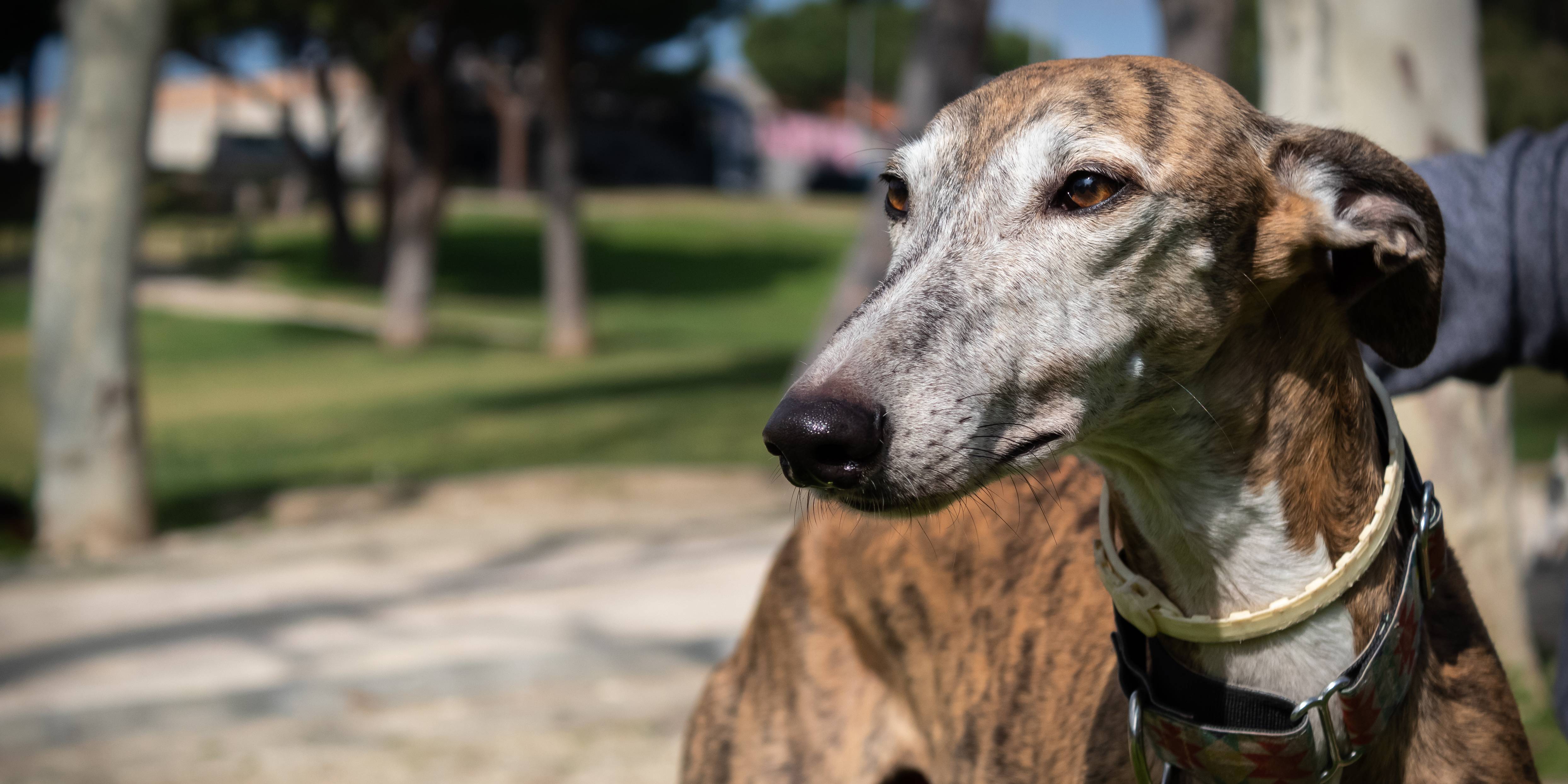 Spanish dog breed in a park.