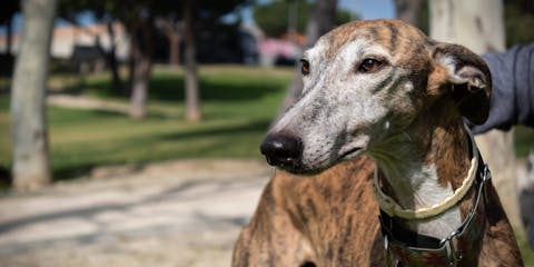 Spanish dog breed in a park.