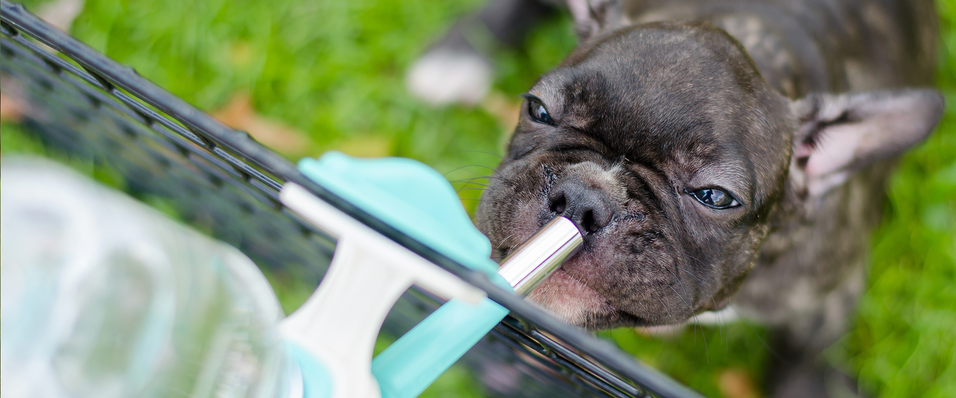 dog crate water bottle