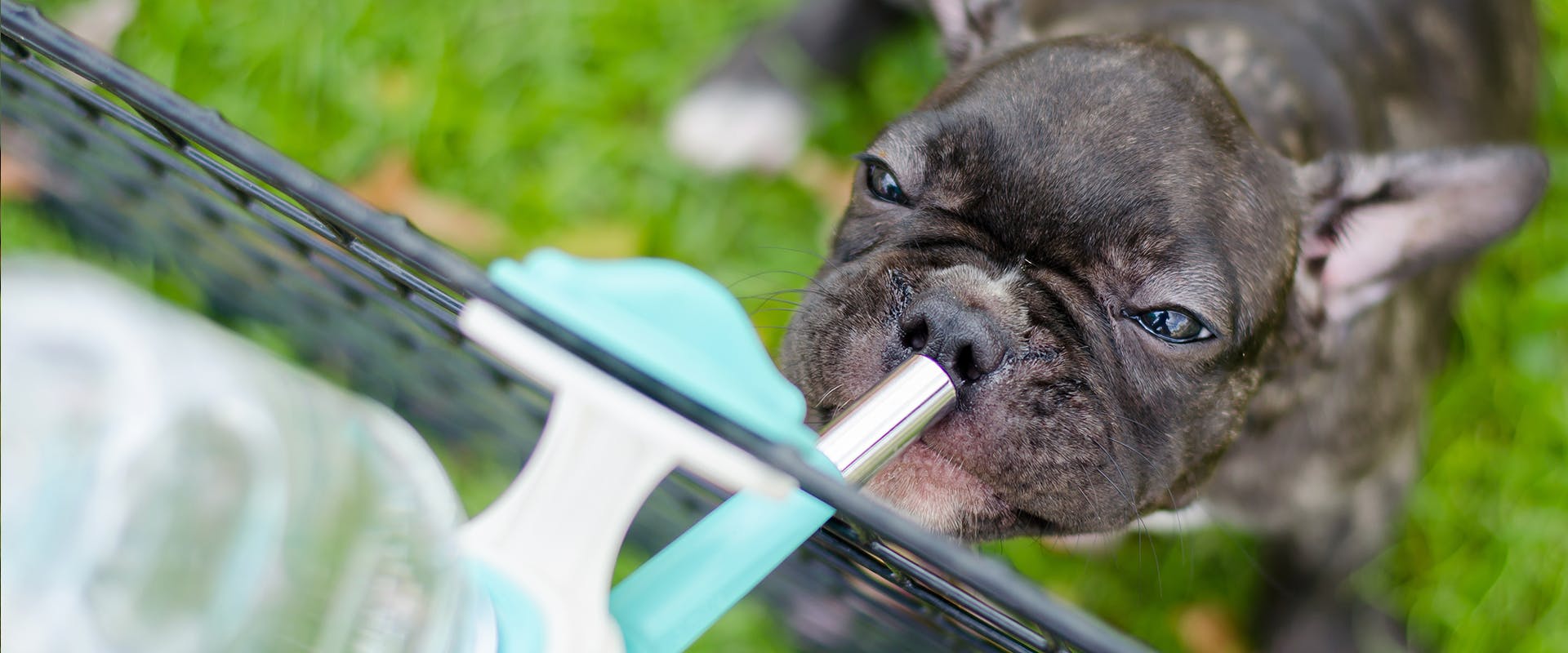 A small French Bulldog drinking from a water bottle, attached to its dog crate