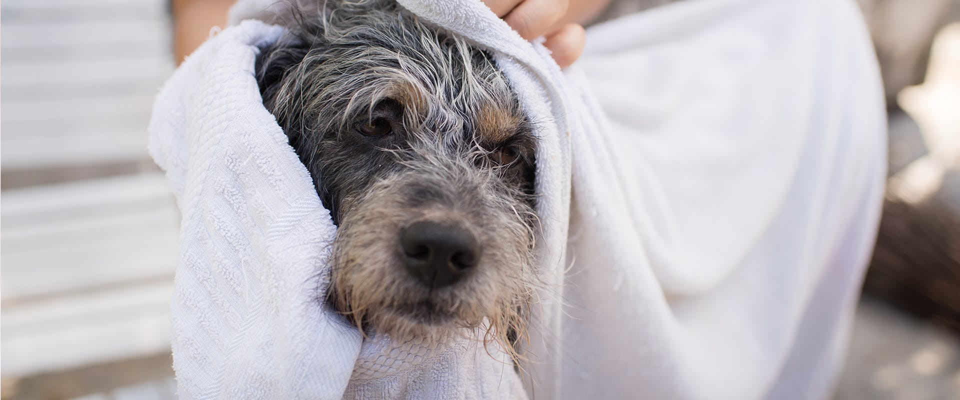 A dog just after a bath, a person drying them with a white fluffy towel