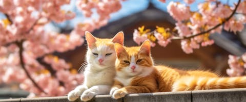 two ginger cats lying on a roof top with cherry blossom in the background