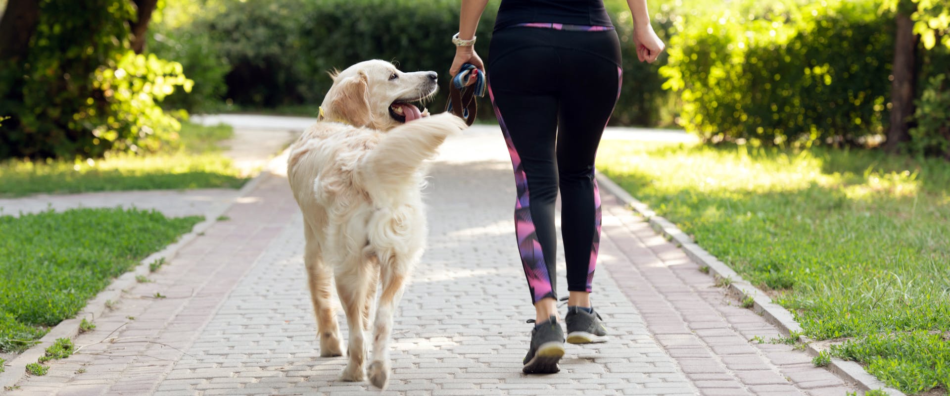 golden retriever walking next to their pet parent whilst in dog training