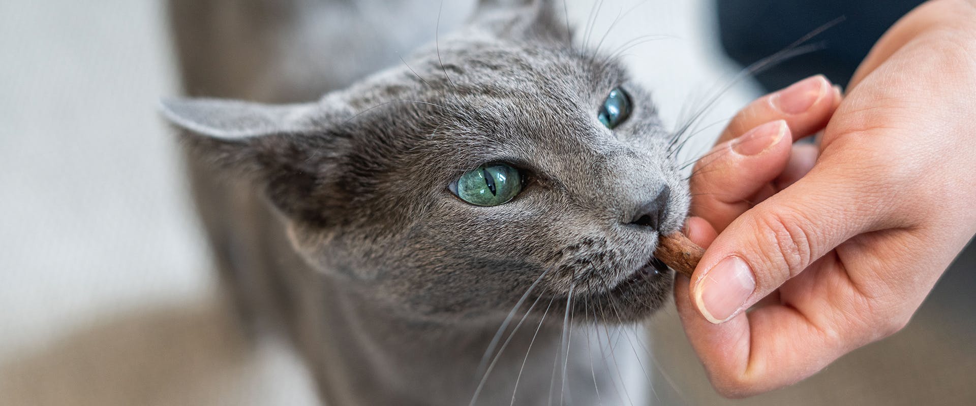 A hand coming down to feed a treat to a Blue Russian cat