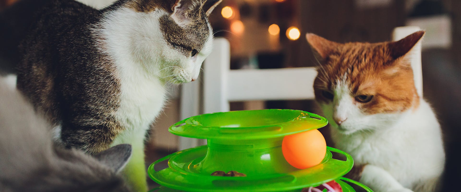 The Catit Treat Maze - Food Puzzles for Cats