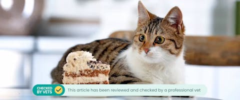 Cat sitting next to a slice of cake