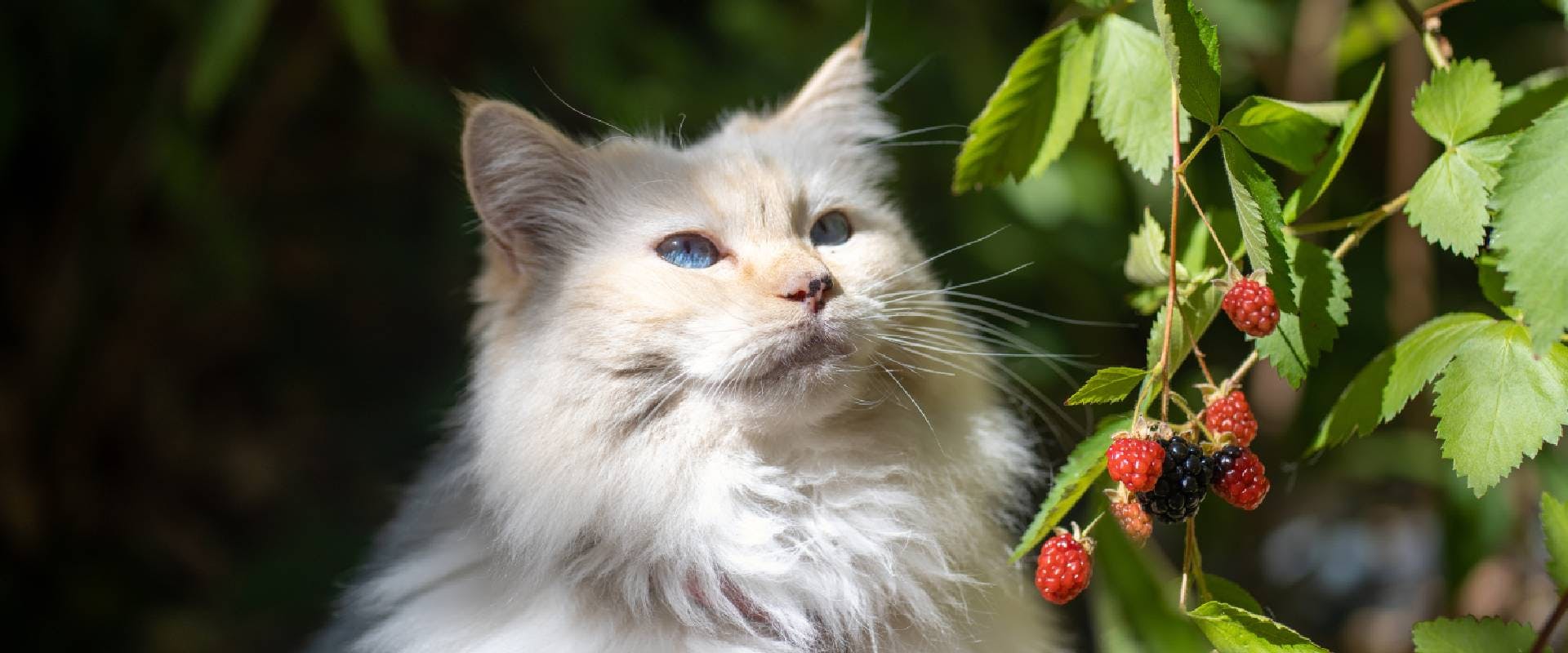 Cat looking at a berry plant
