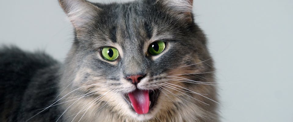 a green eyed long haired gray cat panting in front of a white wall