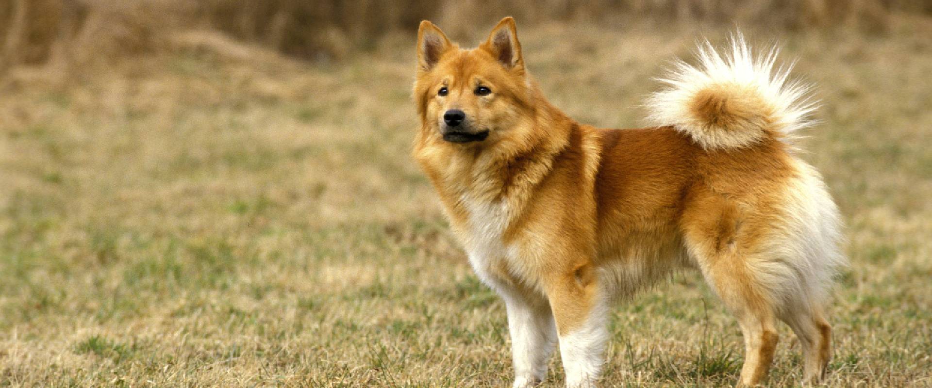 Finnish Spitz Different Types Of Spitz Dogs Finnish Dog Of Spitz