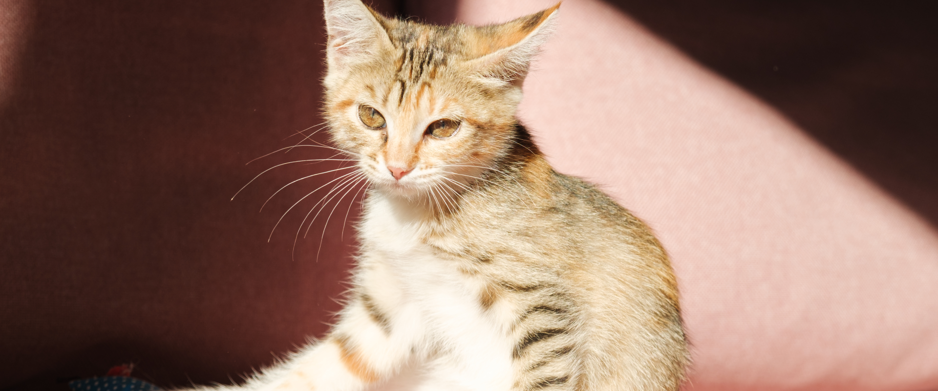 Roundworms In Cats Symptoms And Treatments