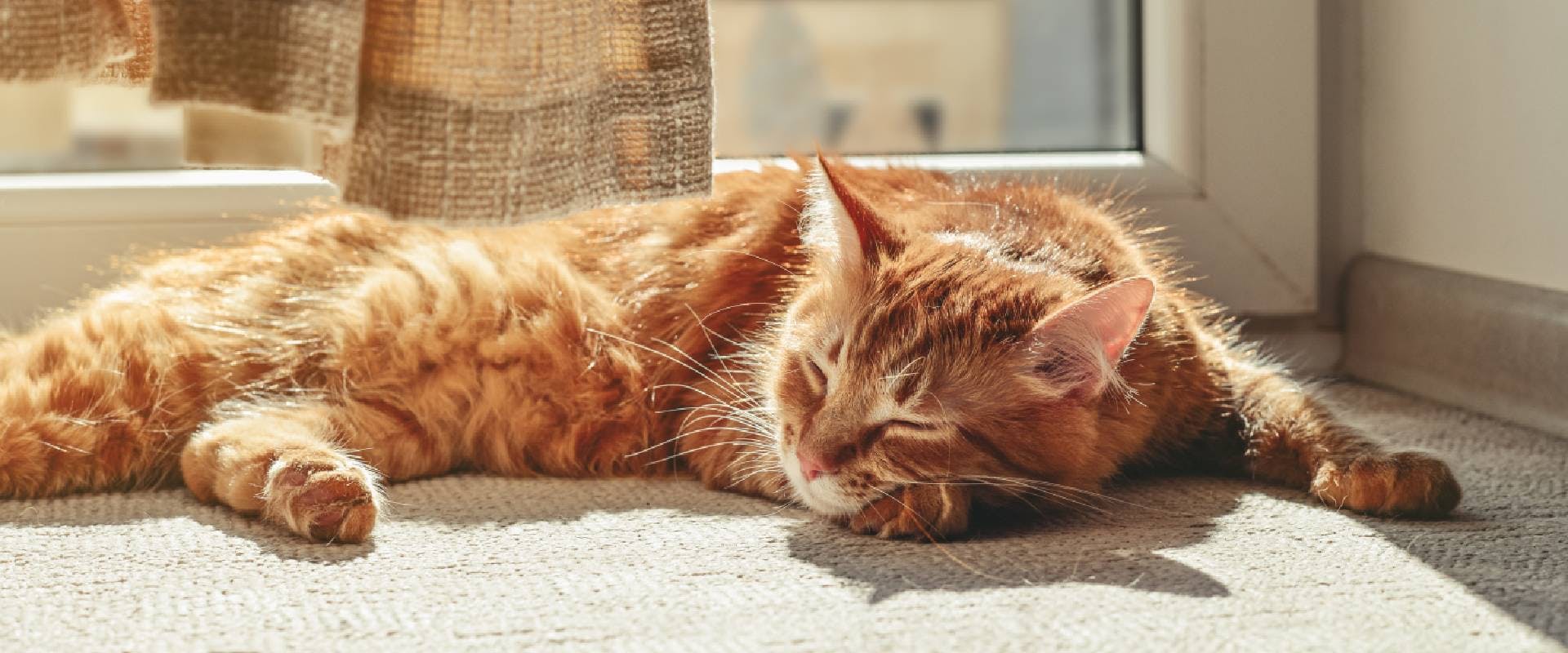 Ginger cat sleeping in sun spot