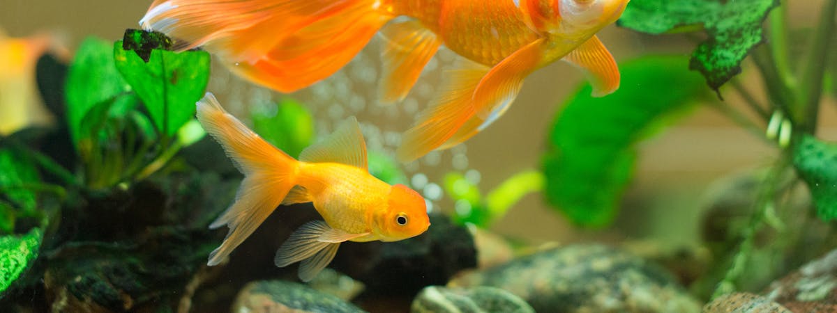 Small orange fish swimming in a tank