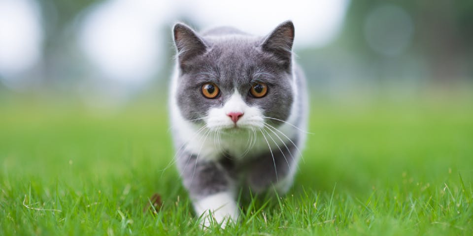 A gray and white cat walking on grass.