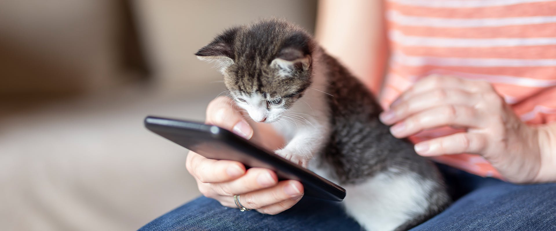 A young kitten sitting on their owner's lap, looking and pawing at a phone screen