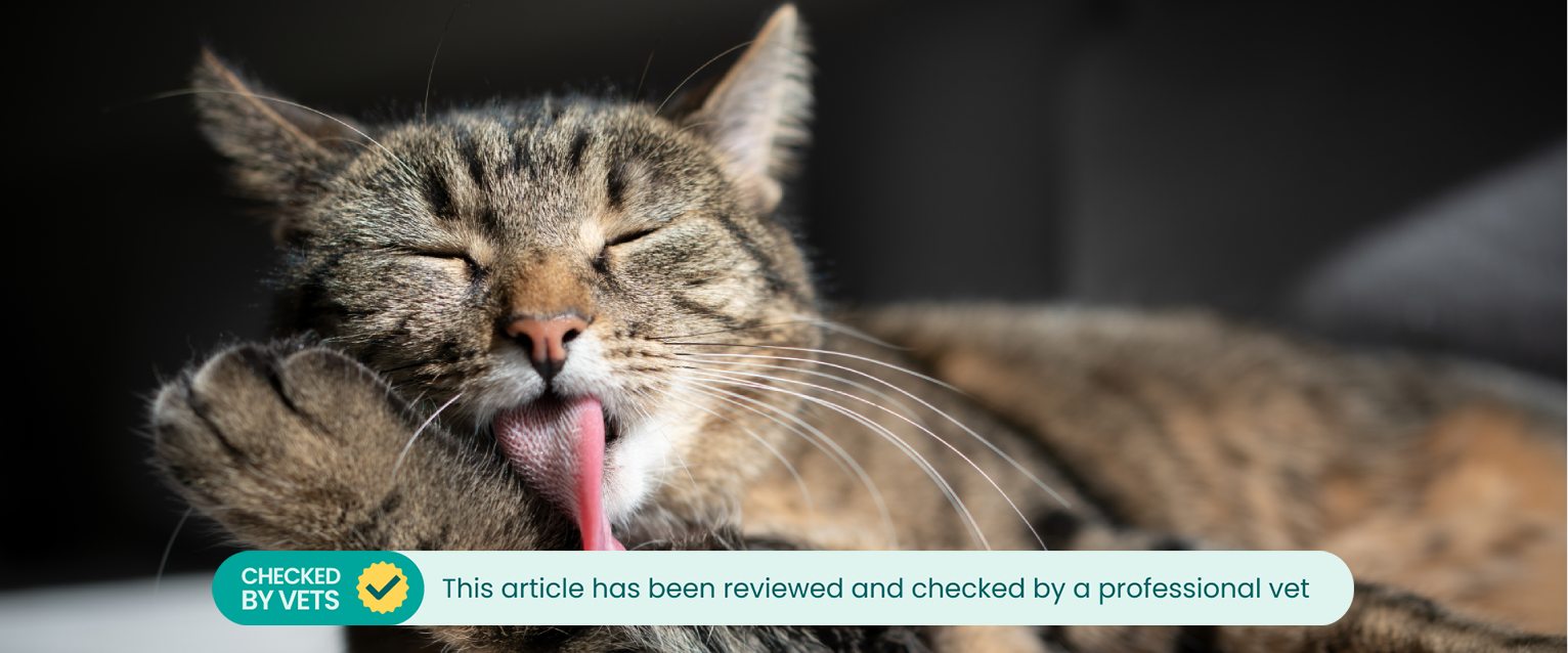 A cat licking its paw. 