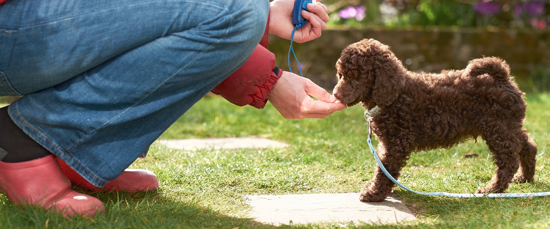 A dog trainer feeding a small puppy a treat