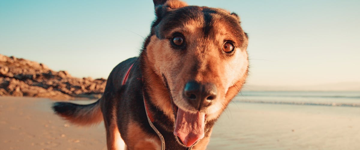 A dog on the beach