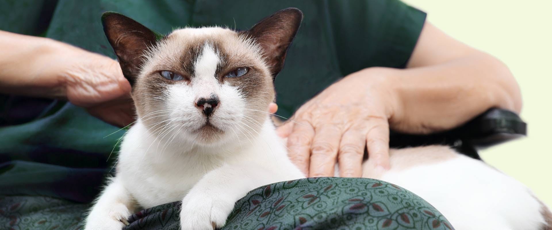 Caring for a senior cat.