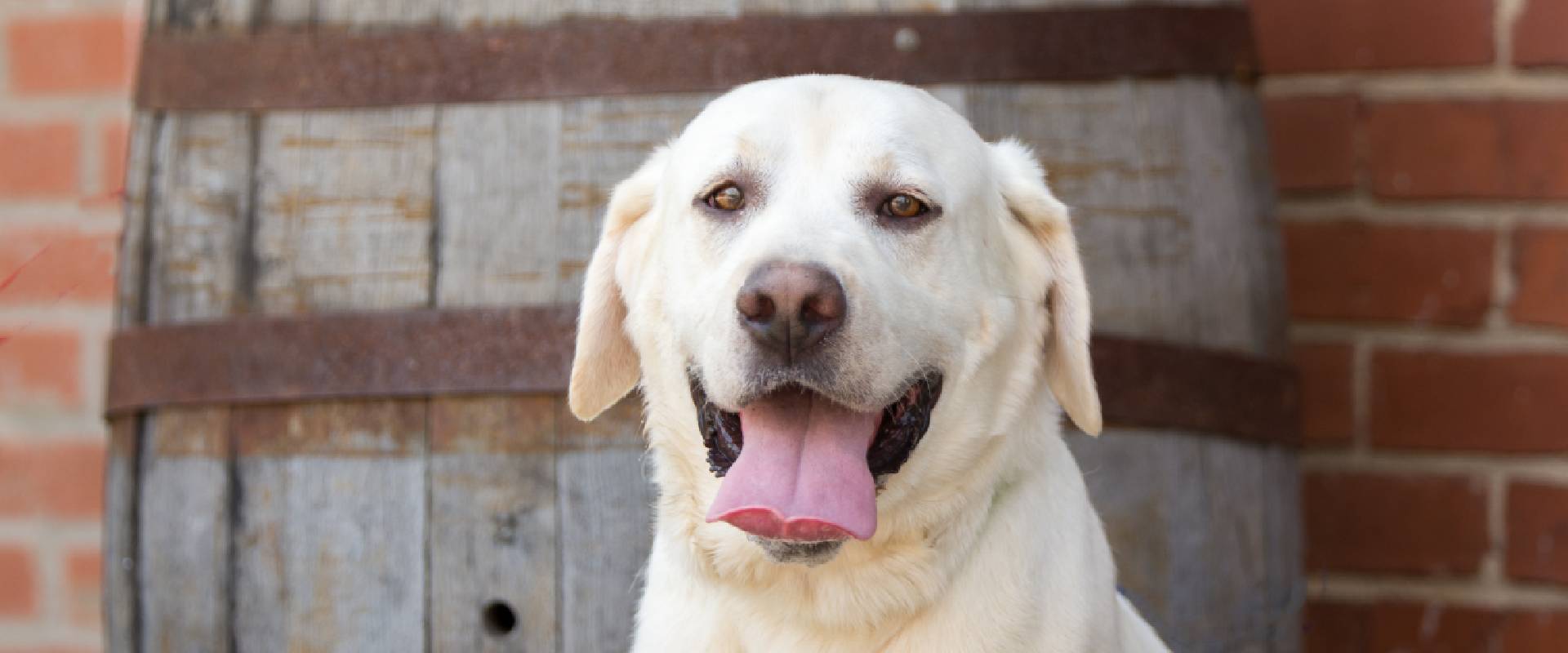 Labrador sat in front of a beer barrel