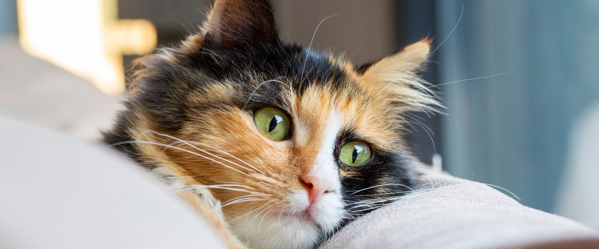 calico cat with green eyes lying on a soft blanket