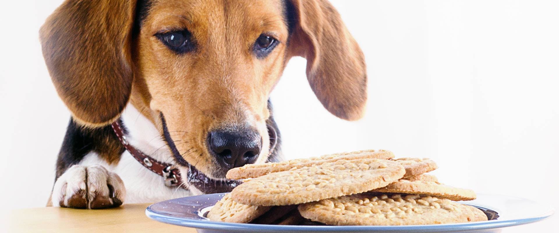 Beagle sniffing dog cookies