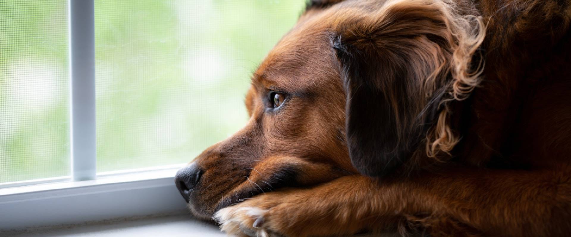Anxious dog looking out of the window