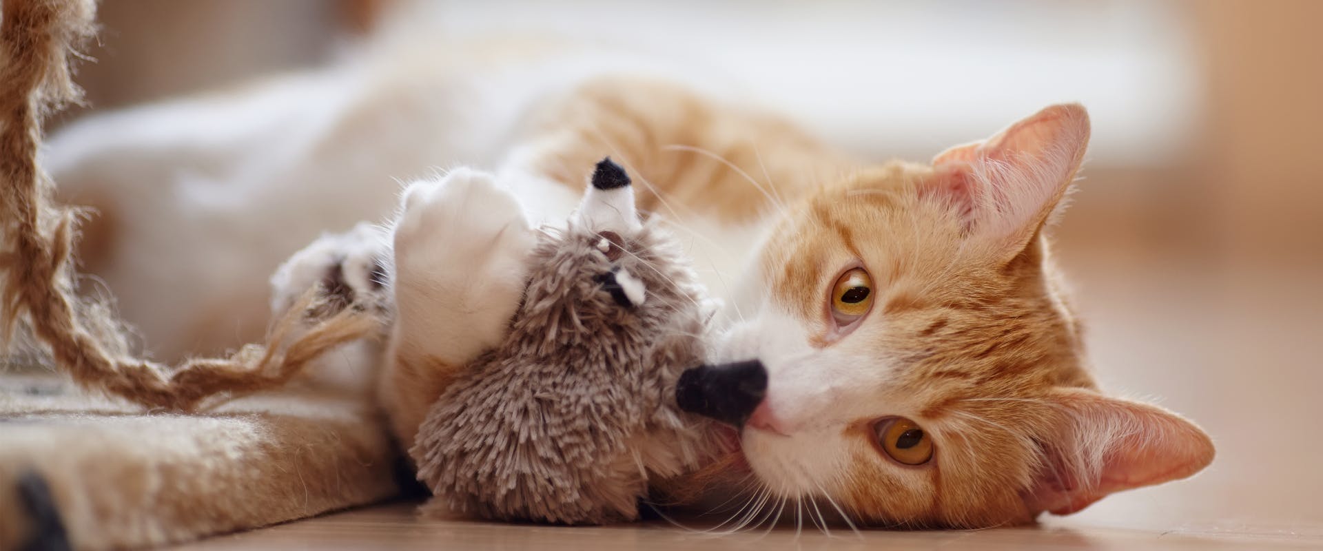 ginger cat playing with an automatic cat toy in the shape of a mouse