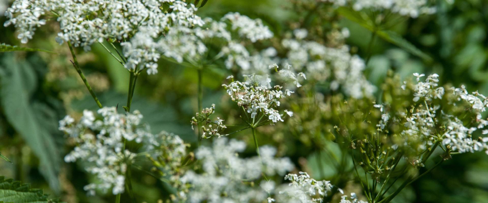 Is Hemlock Poisonous to Dogs?