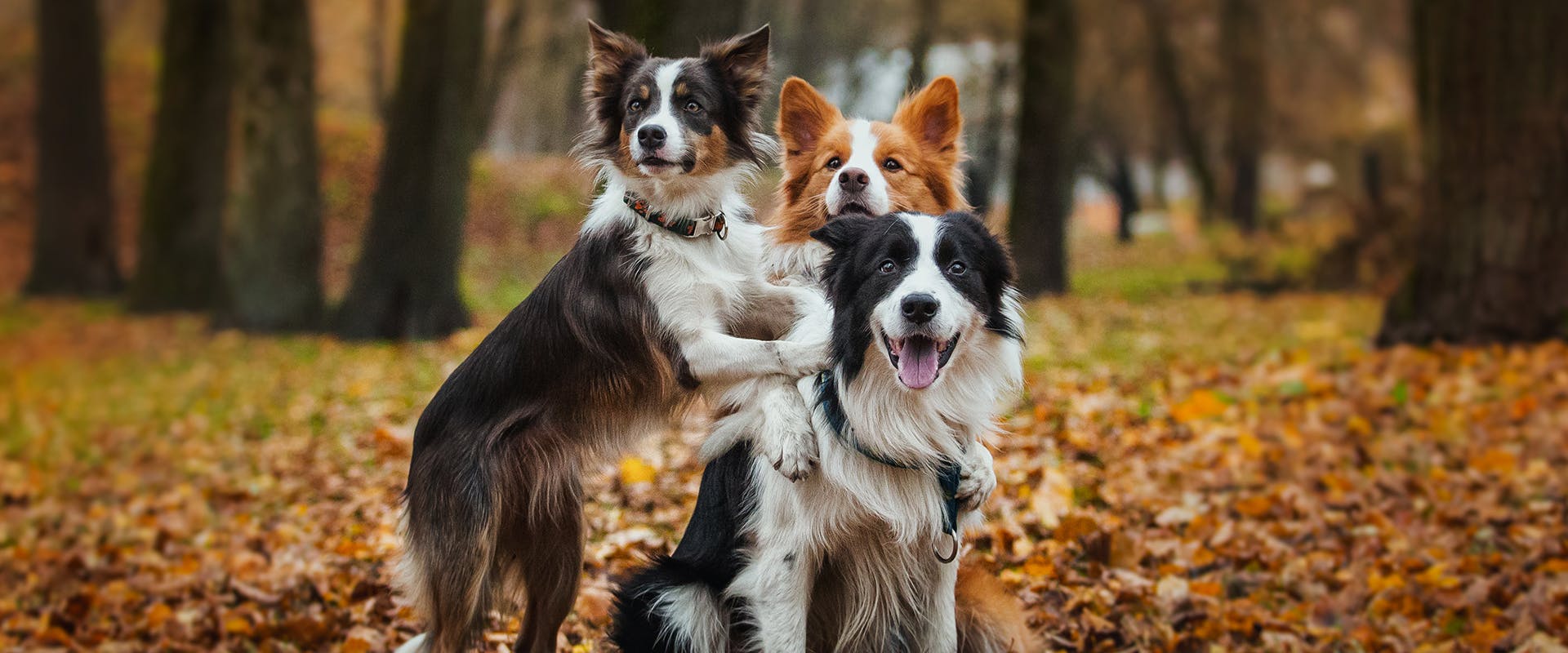 Three Collie dogs jumping on one another in the middle of an autumny forest