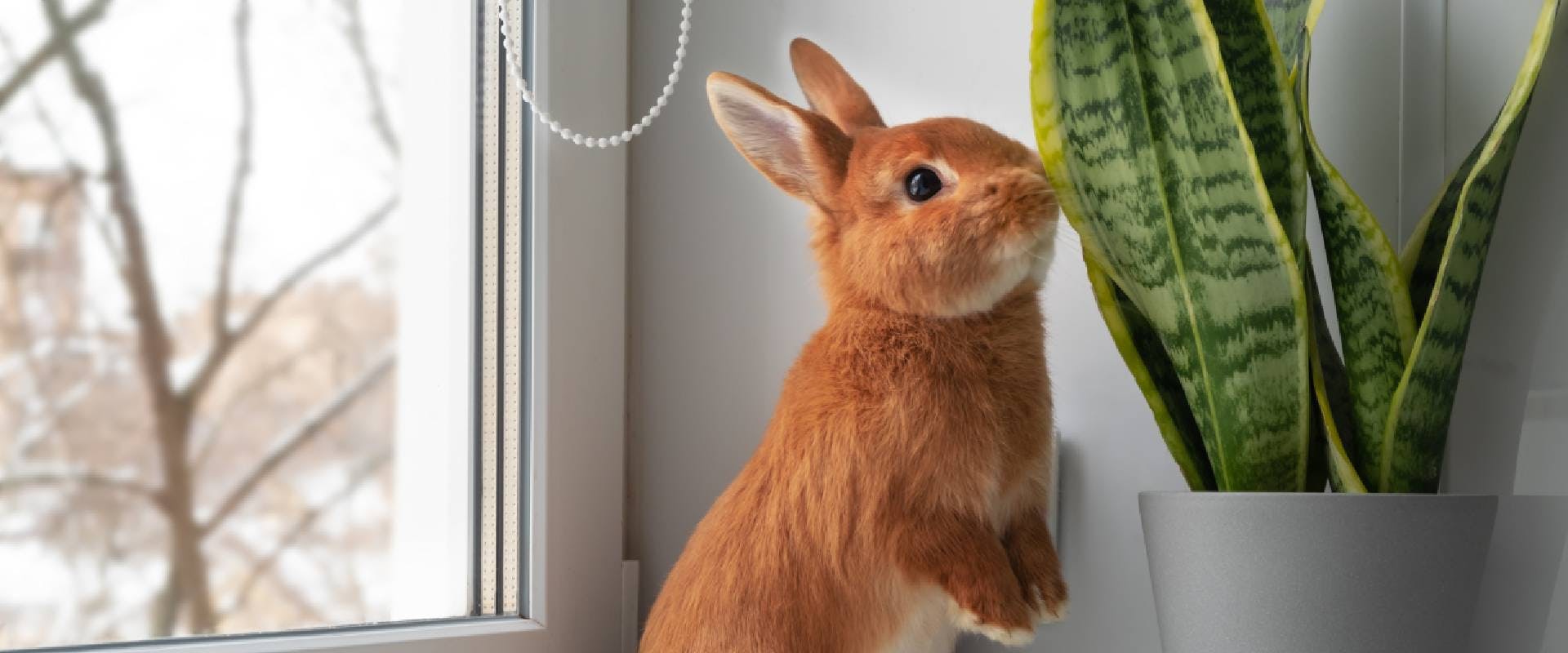 Rabbit sitting on hind legs next to a window