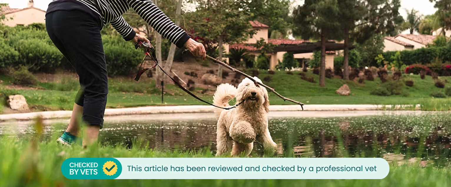 Dog on a lead chasing a stick with its owner