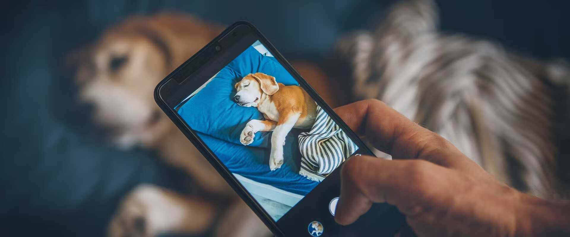 Taking a picture of a dog.