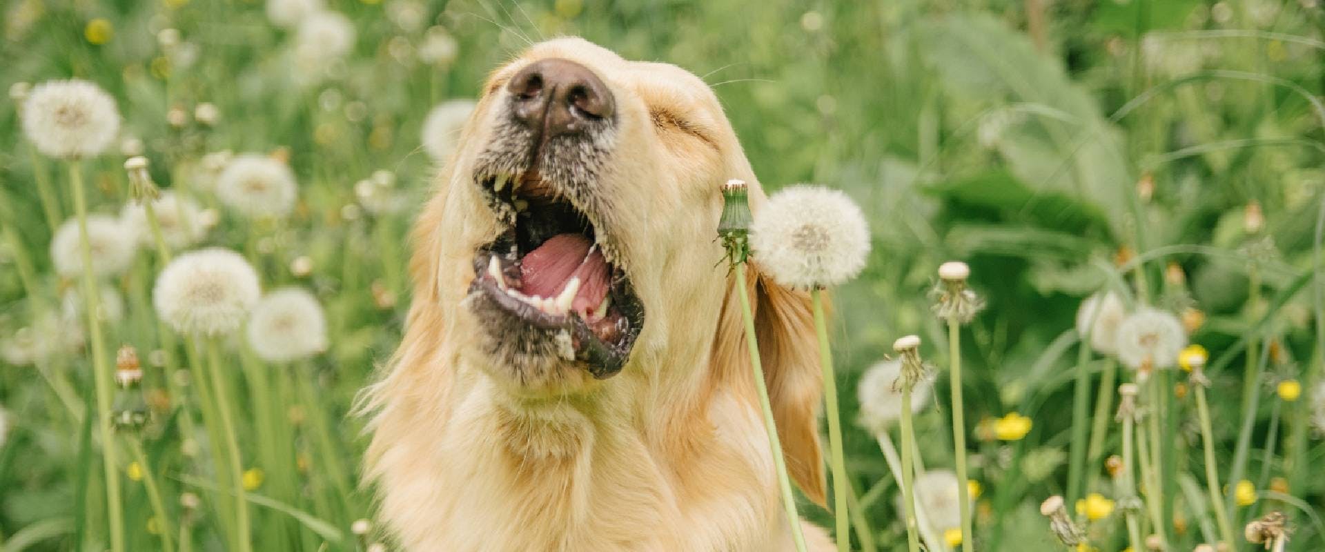 dog sneezing