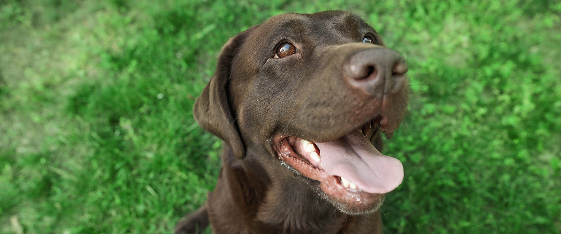 A happy looking chocolate Labrador Retriever