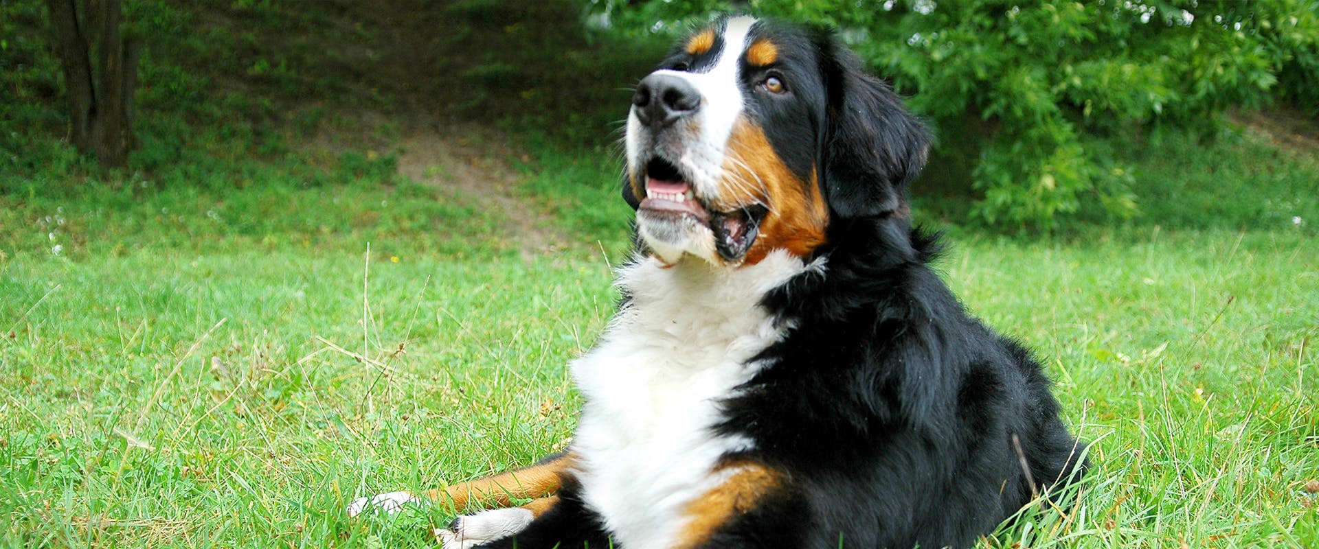 A Greater Swiss Mountain Dog