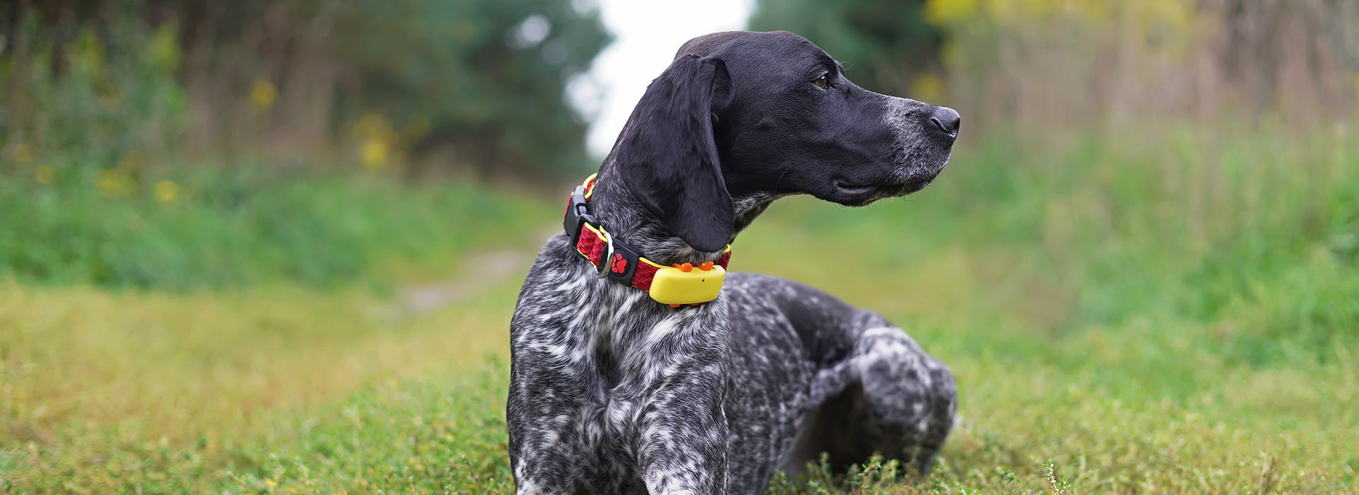 A dog wearing a bright yellow gps tracking collar, sitting down on a field of grass