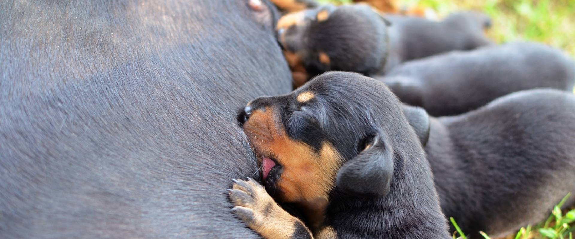 Puppies getting fed by their mother.