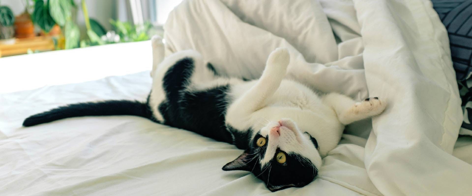Black and white cat laying on a bed