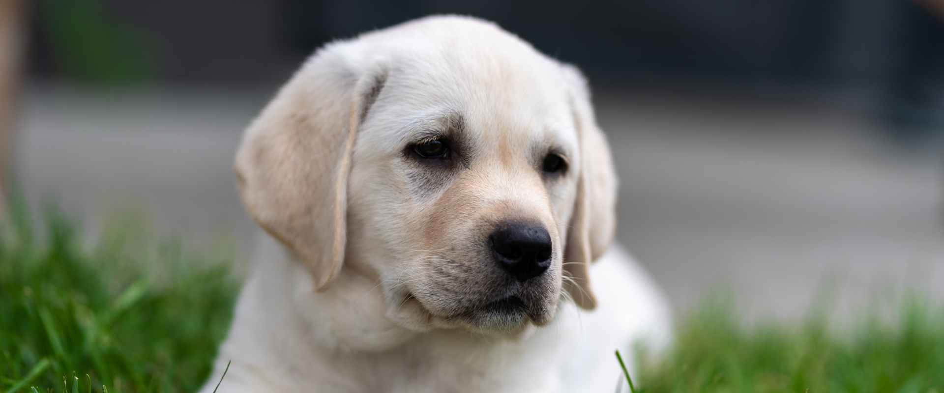 A puppy lying on the grass.