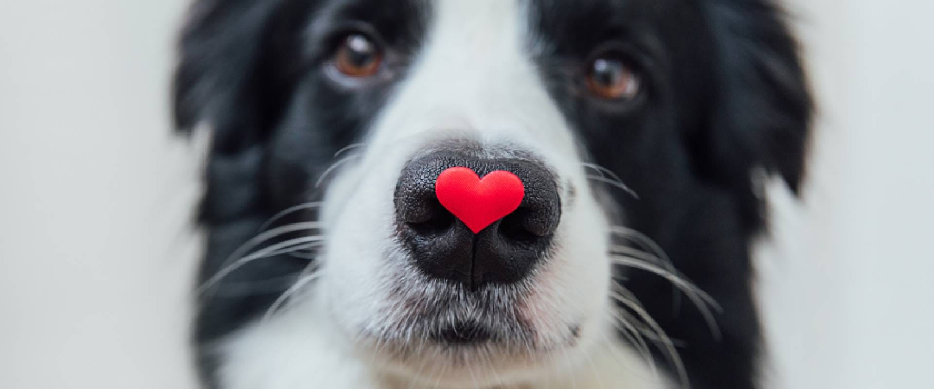 Border Collie dog with a red heart sticker on their nose