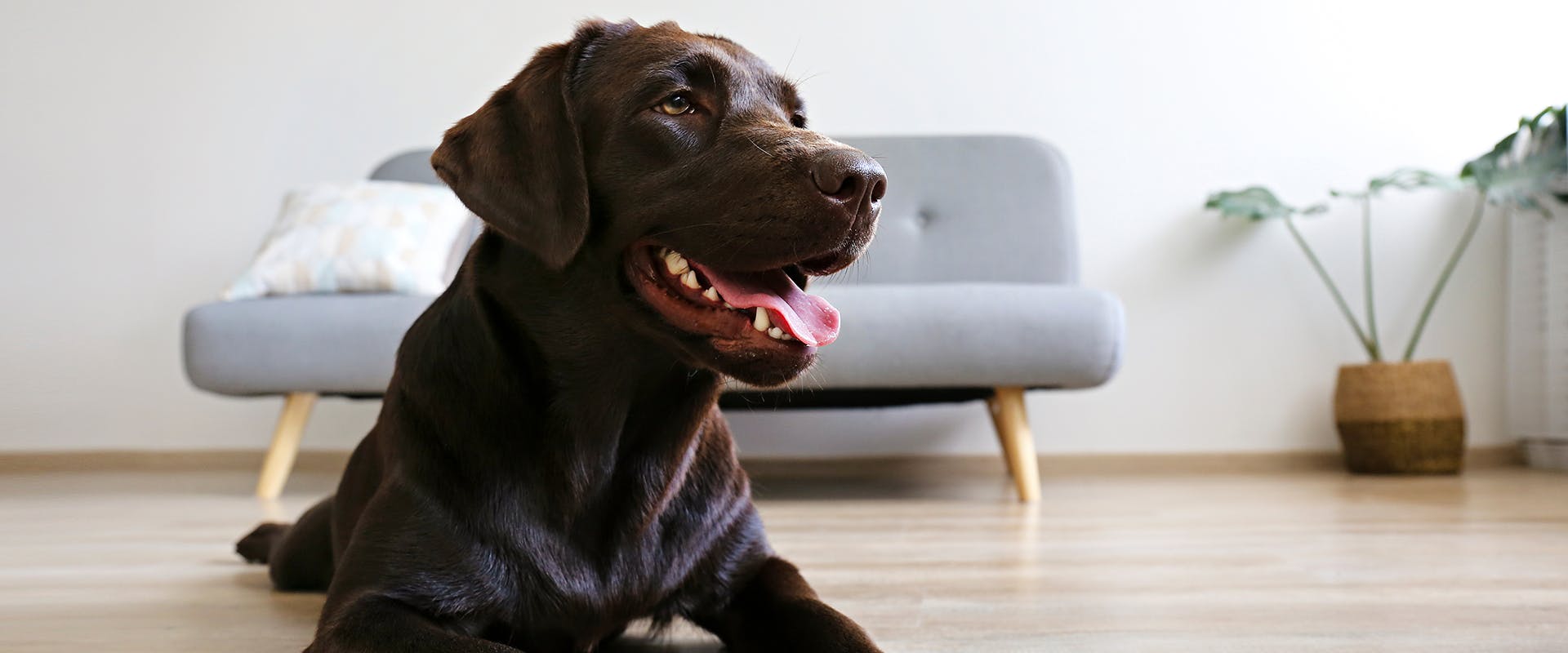 A chocolate Labrador sitting on a hardwood floor, inside a tidy and modern apartment
